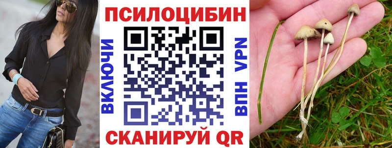 Купить где  Соль-Илецк  Галлюциногенные грибы Psilocybine cubensis 